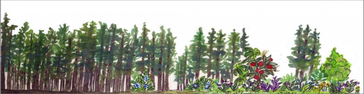 Handboek bosomvorming: van arm dennenbos naar rijk voedselbos