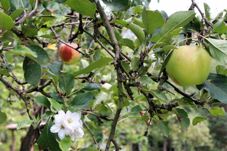 Droogtebestendige voedselbossen: Voedselbos In ‘t Holt