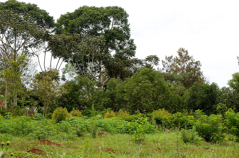 Aanplant eerste Brabantse agroforestry-bos in Riel