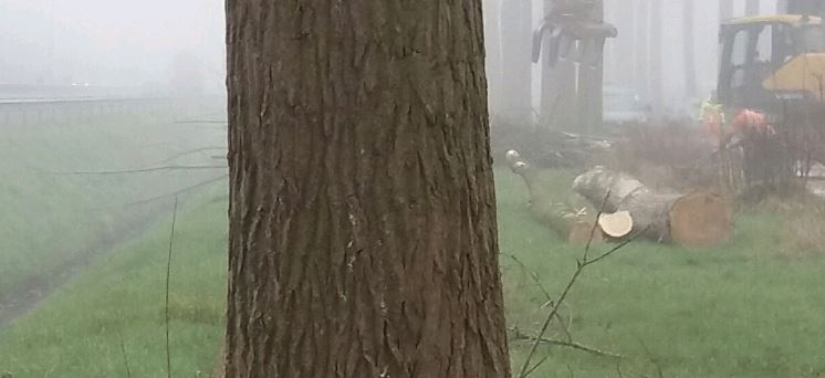 Platform wil te kappen populieren A2 hier houden