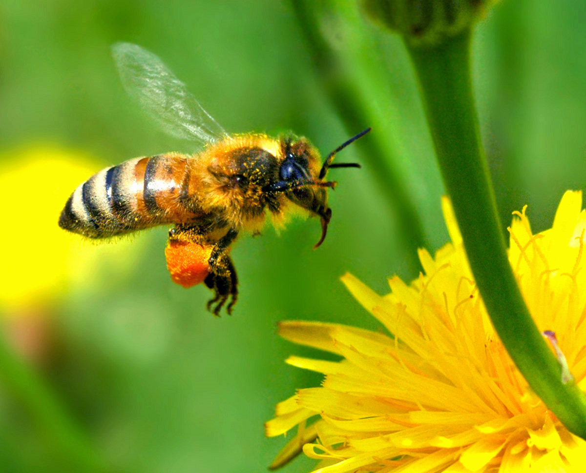 Natuurtour van start in Breda met bijeenkomst over bijen