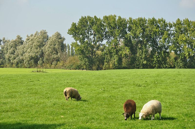De BMF wil aanpassing bestemmingsplan Buitengebied Zundert