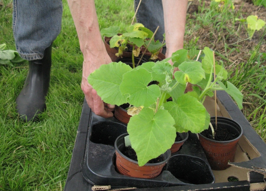 Subsidies groene burgerinitiatieven