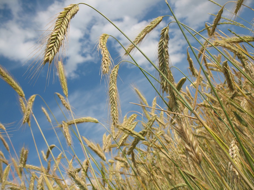 Uitvoeringsagenda Brabantse Agrofood 2020 mist ambitie