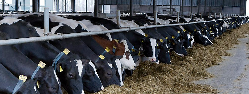 Biologische koeien nog steeds in gevaar