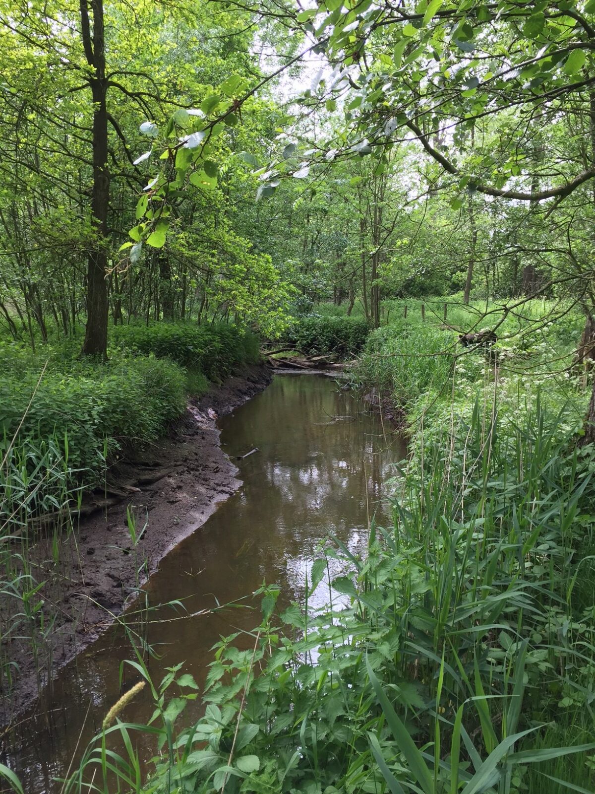 Megastallen bedreigen beekdal Merkske