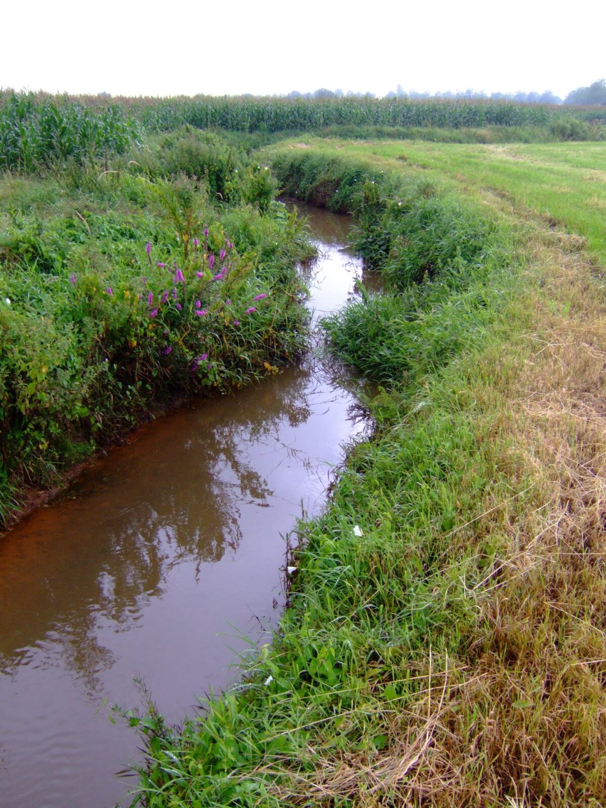 Brabantse Milieufederatie dient zienswijze in tegen mestverwerker Bergeijk