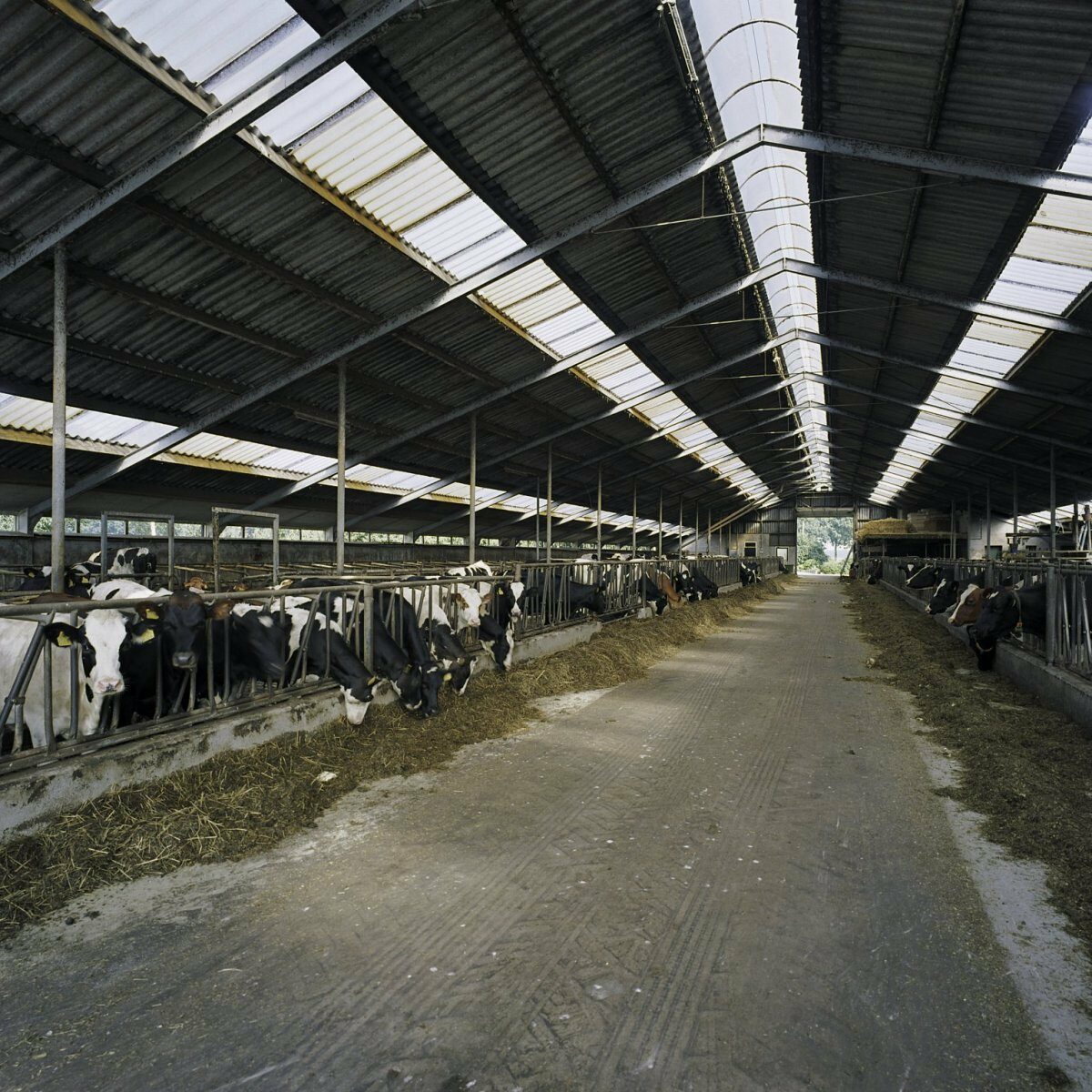 Verdere intensivering melkveehouderij dreigt