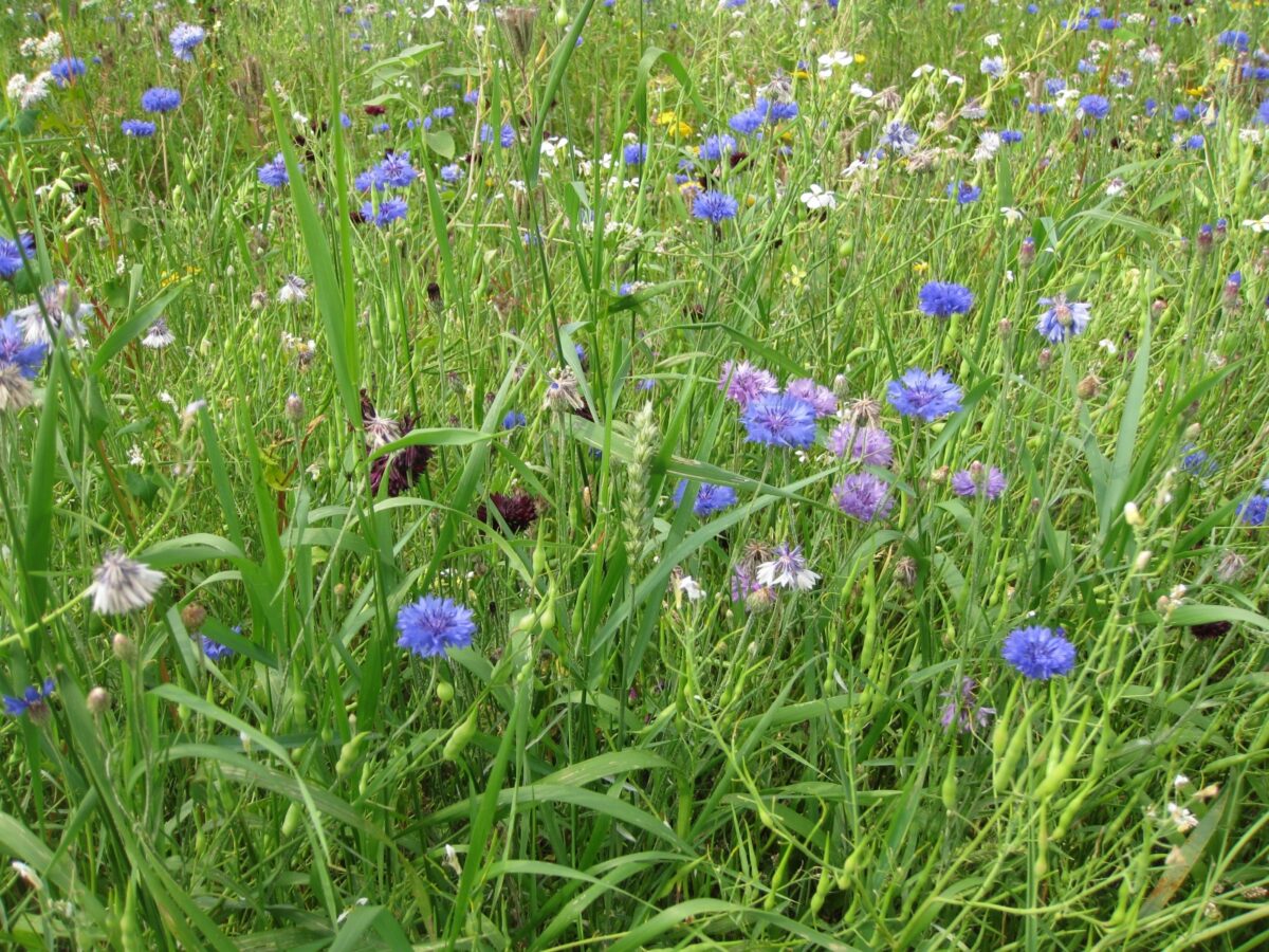 Nieuwe idylles voor vlinders, bijen en mensen