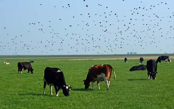 Gemiste kans voor natuur bij Gemeenschappelijk Landbouwbeleid