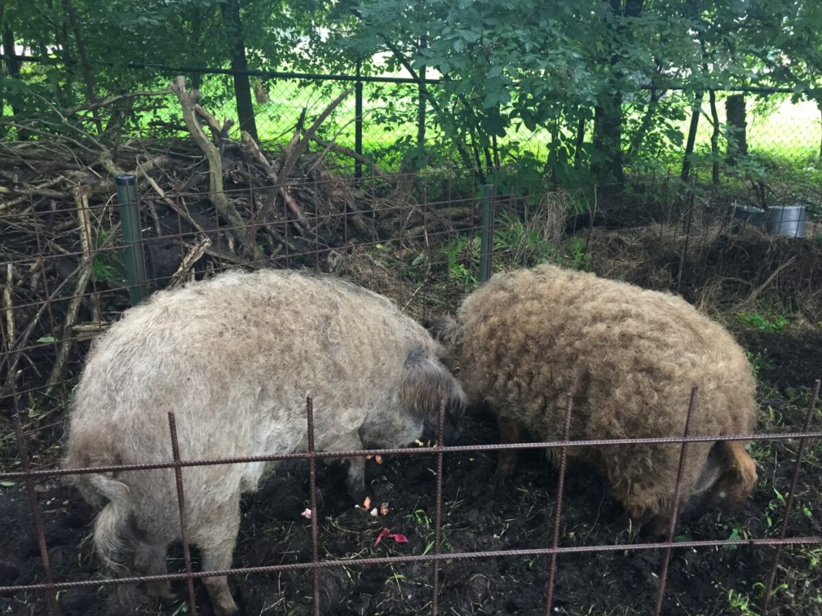 In beeld: Scharrelen in het Eibernest