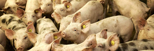 West-Vlaamse Milieufederatie presenteert ook rapport over volksgezondheid en veehouderij