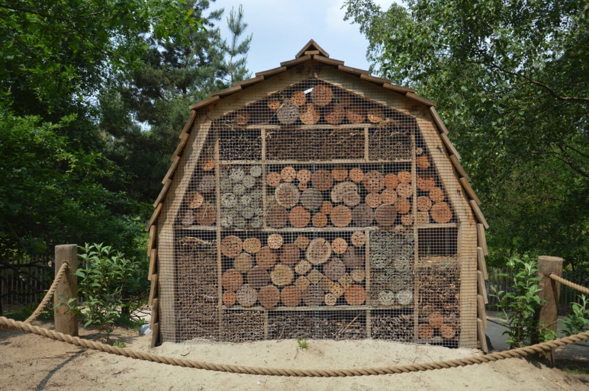 Beekse Bergen opent bijenhotel en beheert onkruid chemievrij