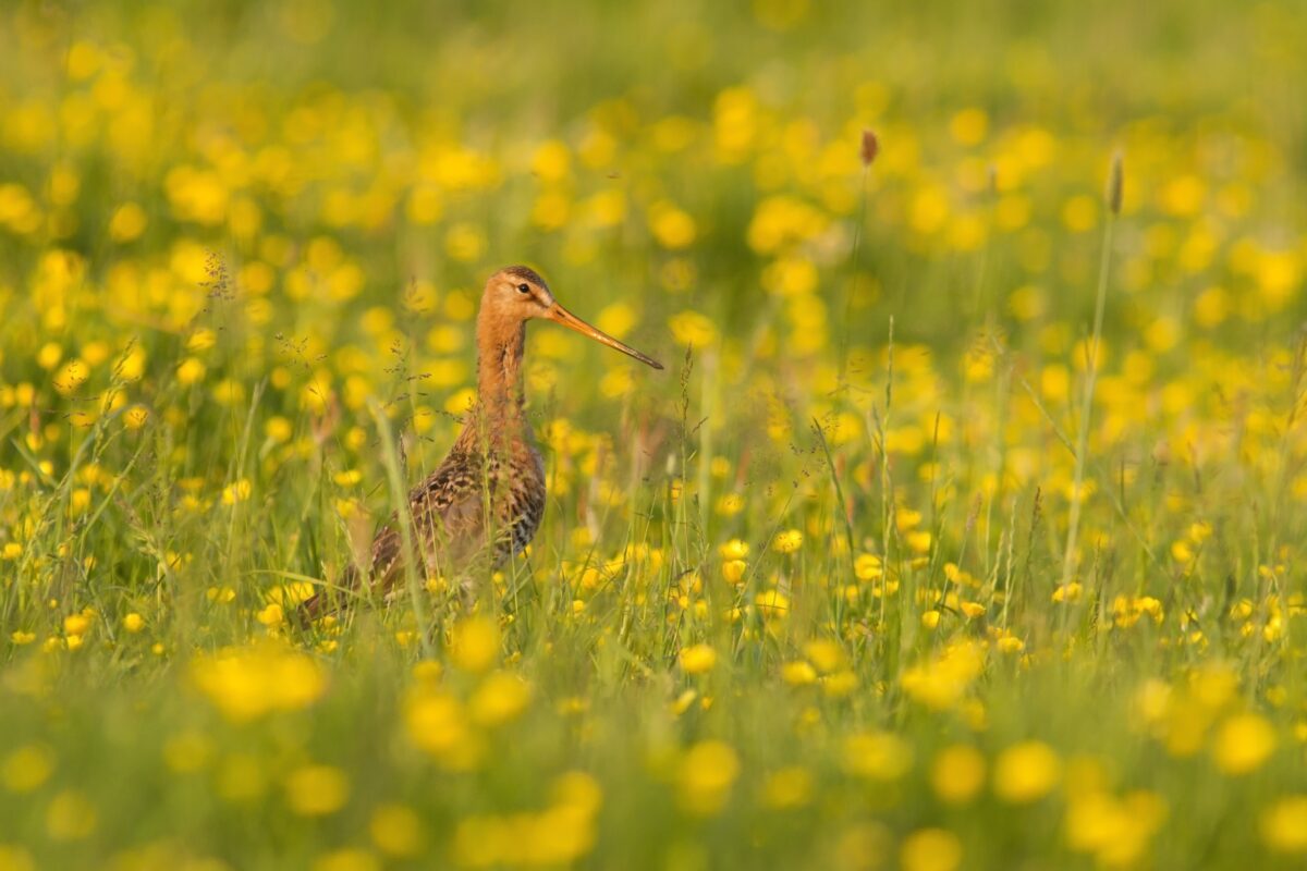 Vogelbescherming dient Europese klacht in tegen Nederland over bescherming van weidevogels