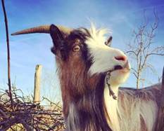 Knotpopulieren veilig met hek van BMF Activiteitenfonds