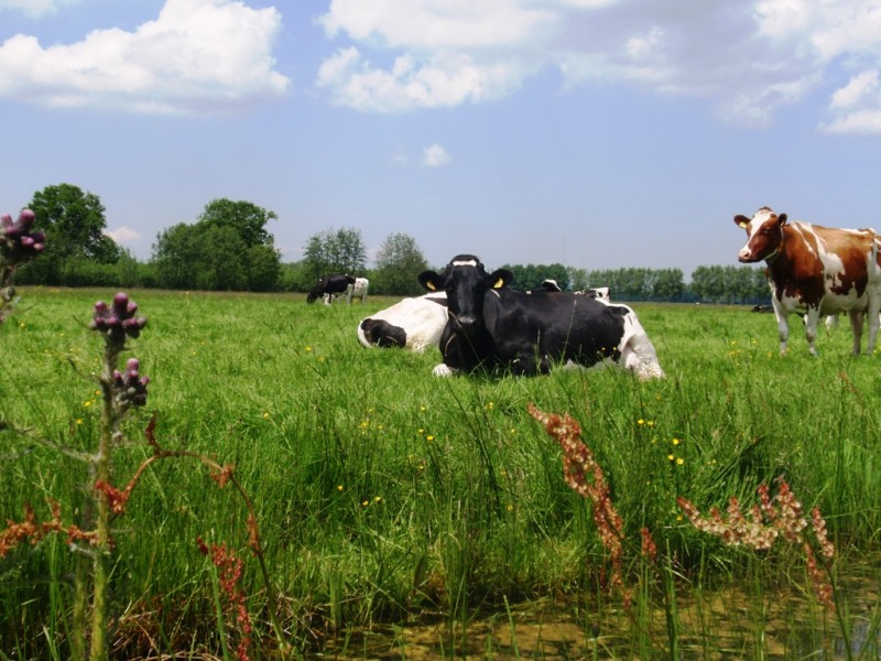 Grondgebonden boeren verdienen specifiek beleid