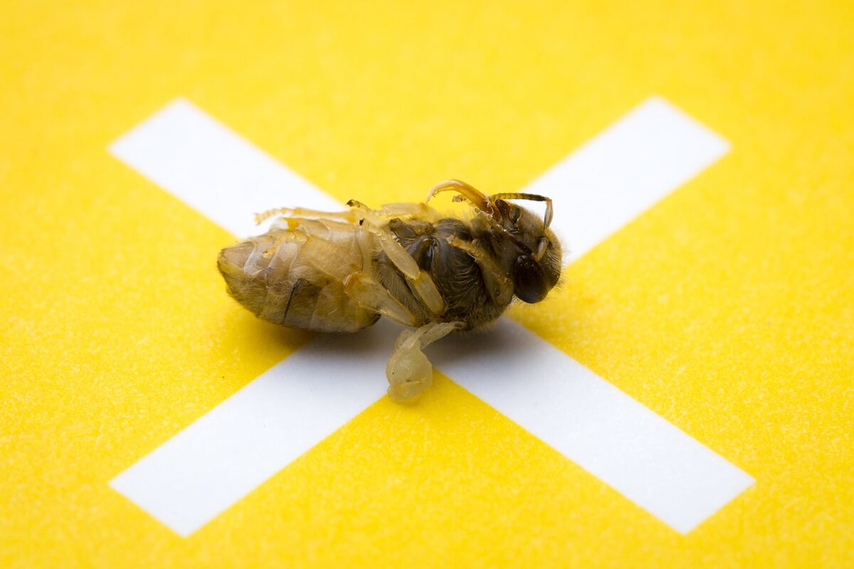 Hoe landbouwgif ons ziek maakt deel 3: Azolen