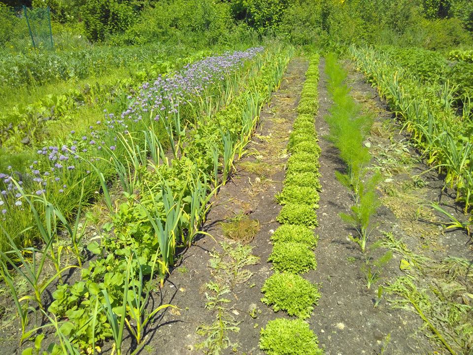 Omgaan met droogte: interview met permacultuurtuinderij de Voedselketen