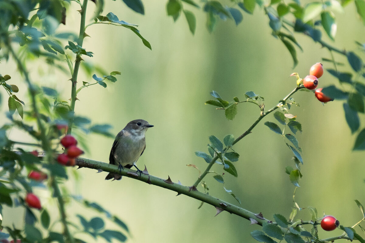 Onderzoek gestart naar Brabantse voedselbossen