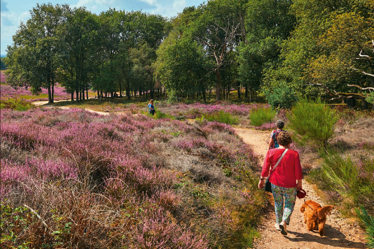 Stikstofcrisis | Wetsvoorstel stikstof biedt schijnoplossing