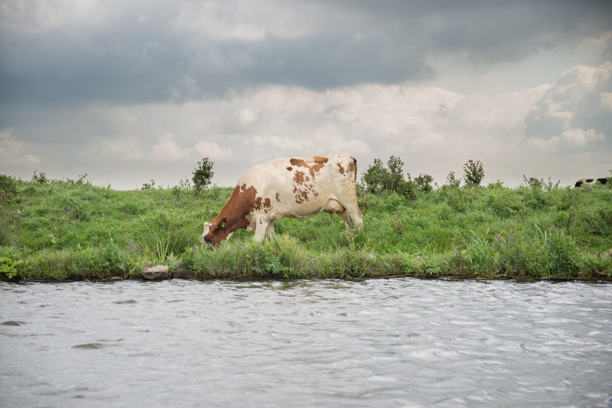 Natuur en Milieufederaties bezorgd over spoedwet stikstof