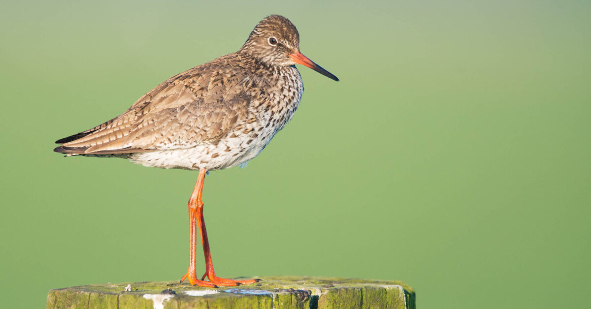 Provincies & natuurclubs: ‘Meer inspanning nodig om natuur te beschermen’