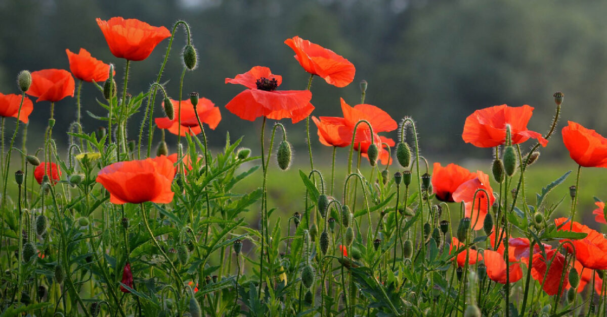 Investering kabinet in natuurherstel is eerste stap