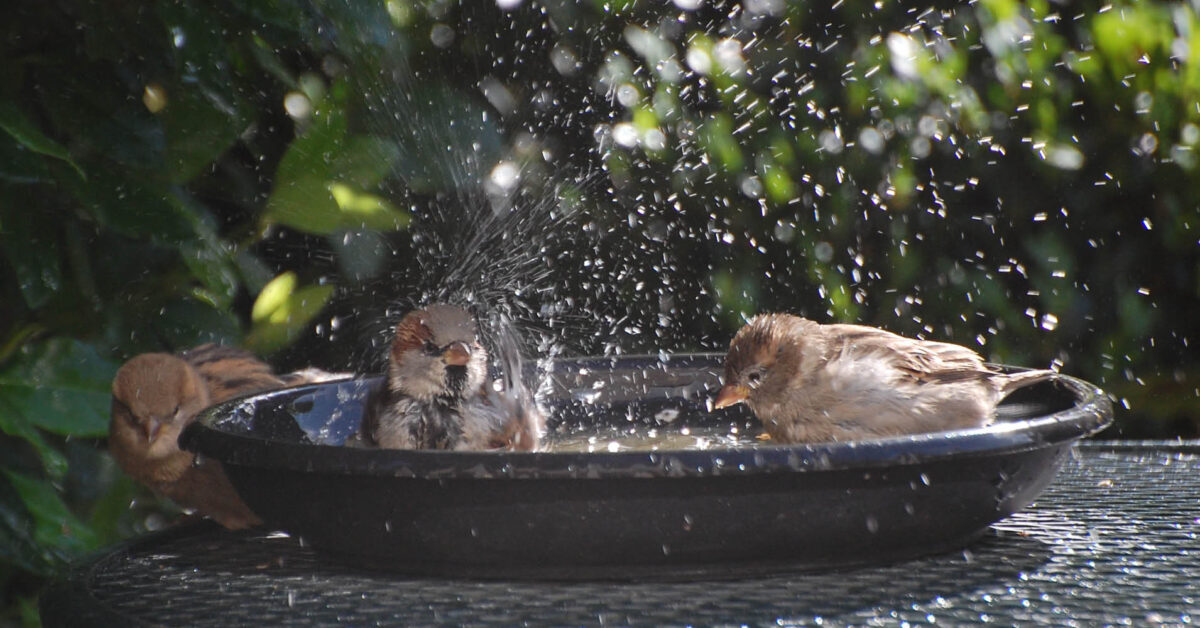 Prachtig! Brabanders delen massaal #natuurdichtbij foto's