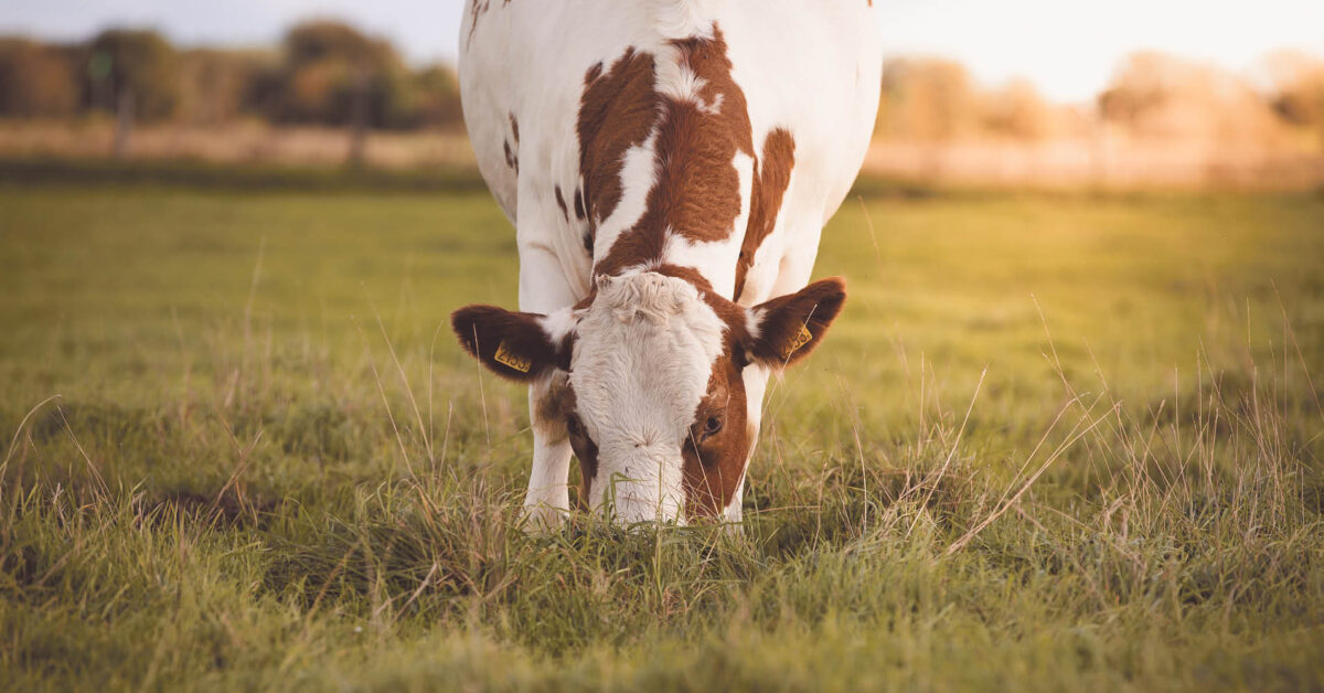 #WithdrawTheCAP: teken petitie voor beter Gemeenschappelijk Landbouwbeleid