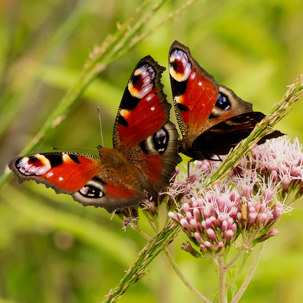 Biodiversiteit