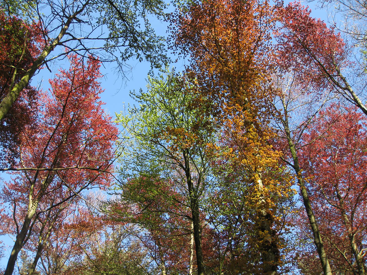 Natuurnetwerk Brabant & Natura 2000