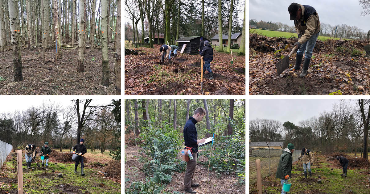 Collage van foto's van het aanplanten van bomen in de Rucphense bossen.
