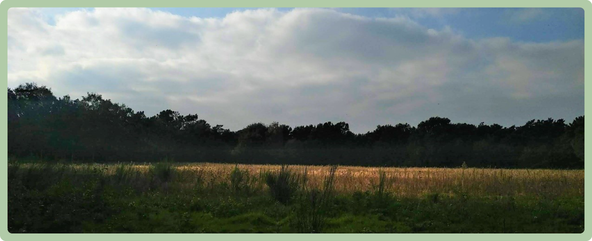 Foto van voedselbos Het Meerbos met daarop een voormalig akkerveld.