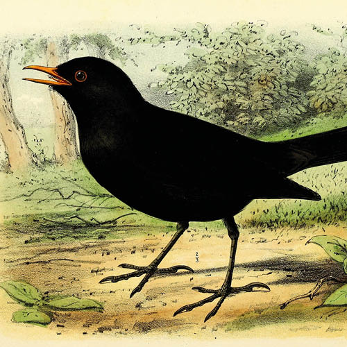 Gedichten uit de natuur: De merel op het kunstgras