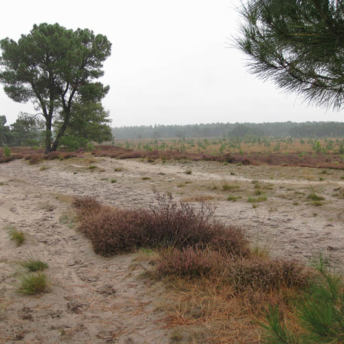 Afspraken met Vlaamse overheden nodig om grenseffecten stikstof te voorkomen