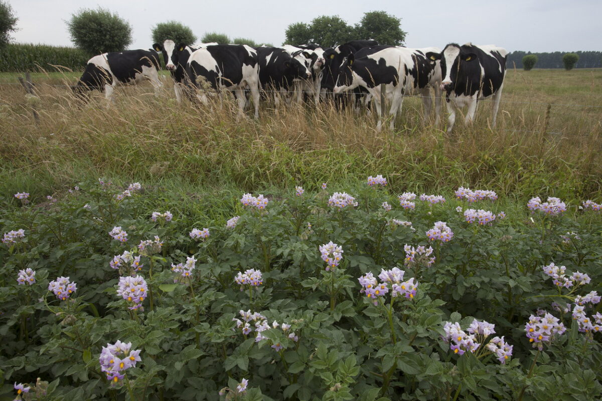 Beleidskader Landbouw en Voedsel: ‘Mooie ambities, uitvoering schiet tekort’