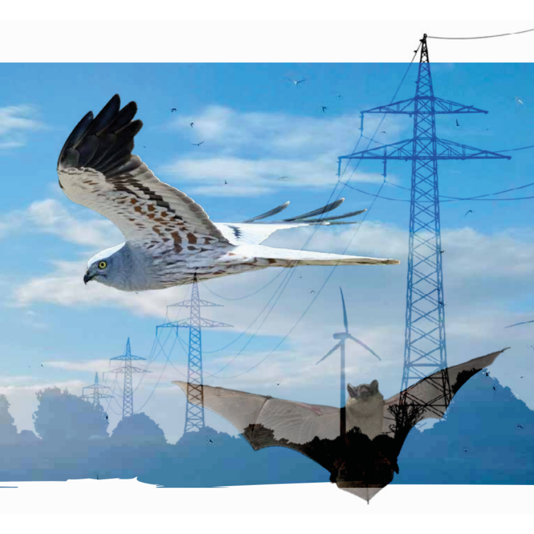 Publicatie: Vogels en vleermuizen in de energietransitie