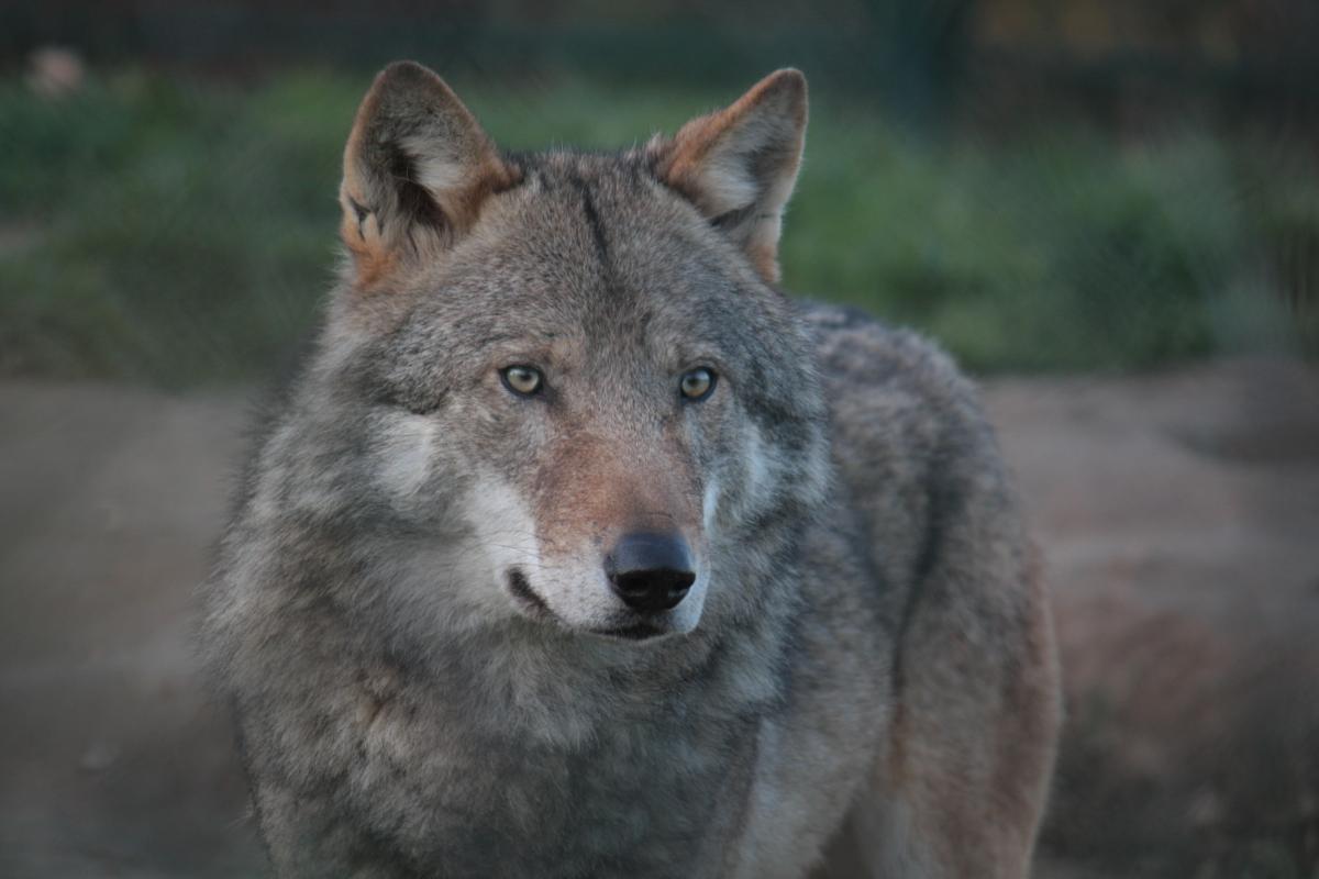 3 november | Lezing: Wolf in Brabant