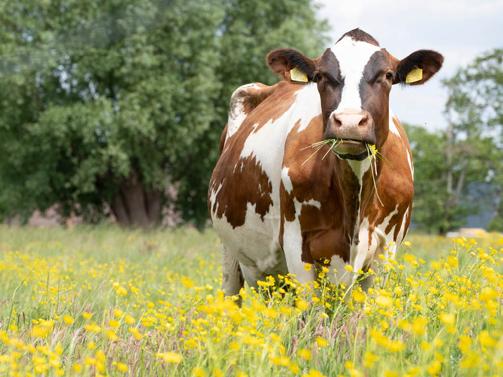 Natuur en Milieufederaties steunen Groenboerenplan