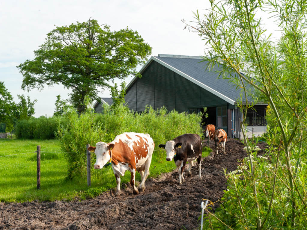 Natuur- en milieuorganisaties doen aanbevelingen om uit stikstofcrisis te komen