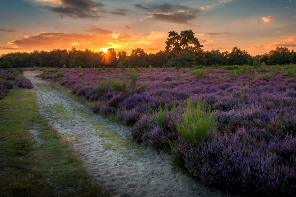 64 organisaties doen gezamenlijke oproep aan kabinet: ‘Pak door met natuurherstel’