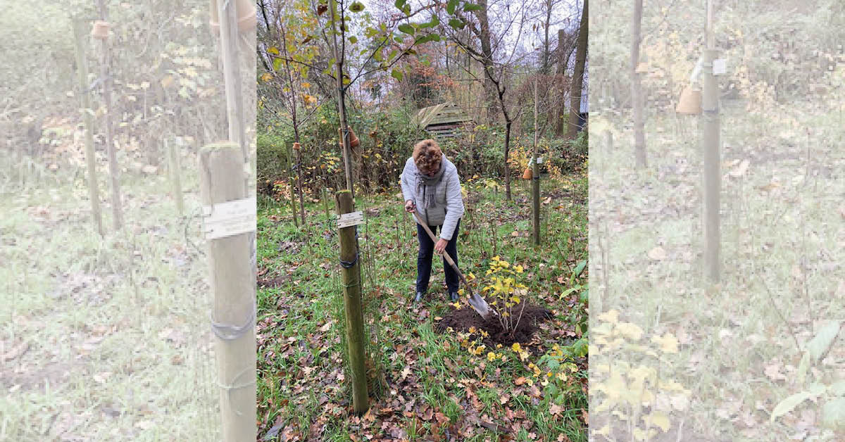 Een vrouw plant een boom in het voedselbos van IVN Laarbeek in de herfst.