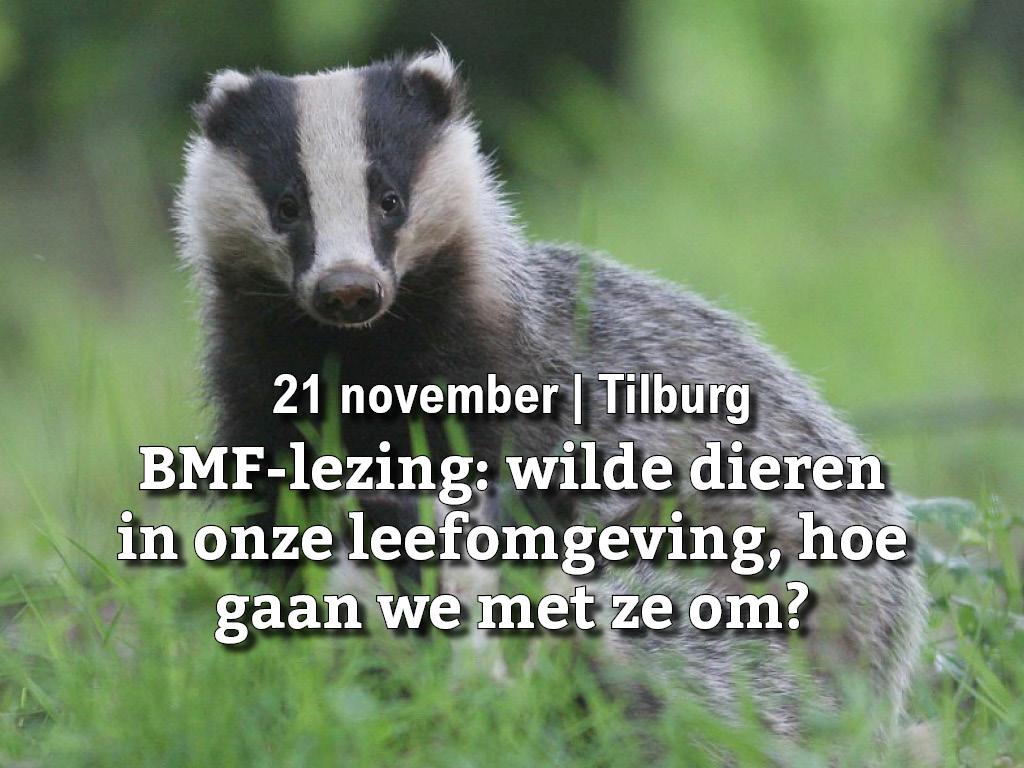 21 november | BMF-lezing 2023 - Wilde dieren in onze leefomgeving: hoe gaan we met ze om?
