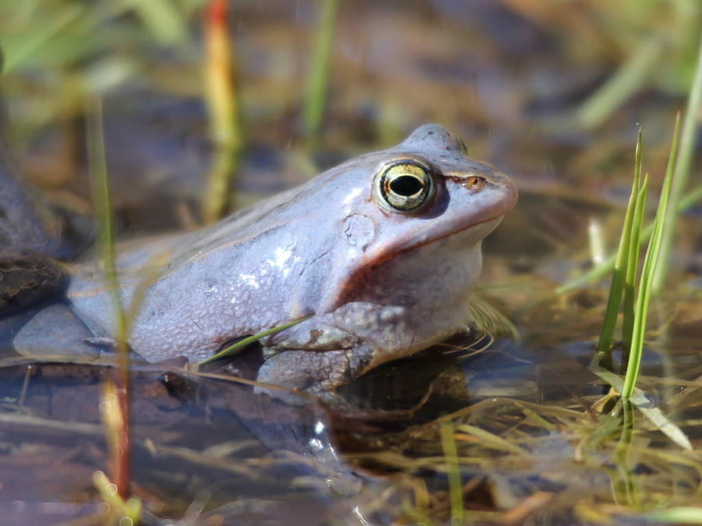 Veilige oversteek voor amfibieën in Heeze met steun van het BMF activiteitenfonds