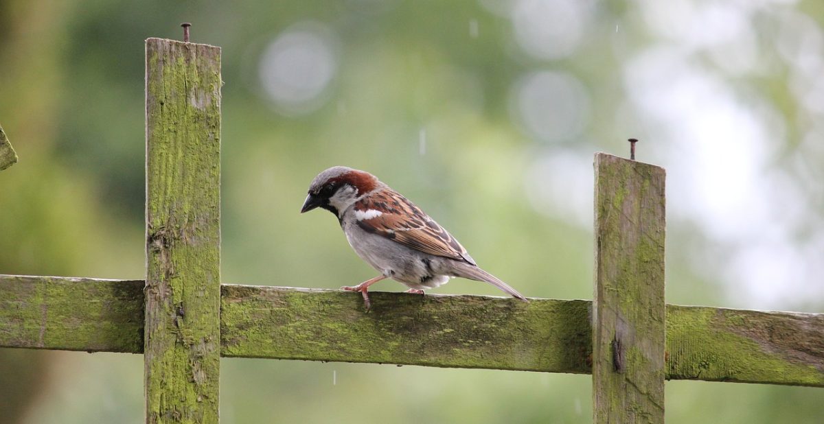 30 juni | Webinar Basiskwaliteit Natuur voor gemeenten