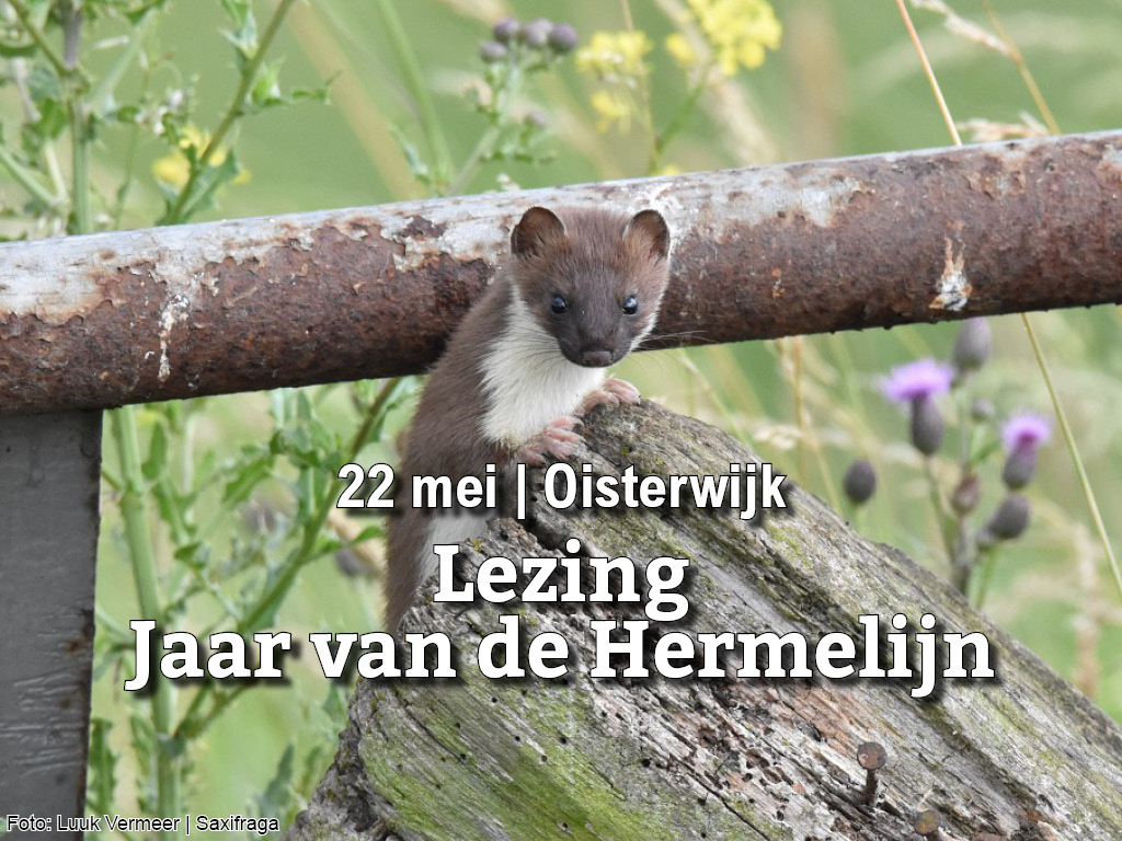 22 mei | Lezing Jaar van de Hermelijn