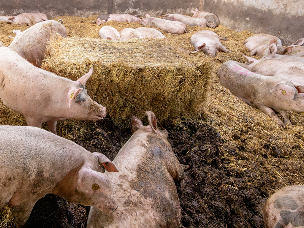 BMF moedigt provincie Noord-Brabant aan vast te houden aan stallendeadline