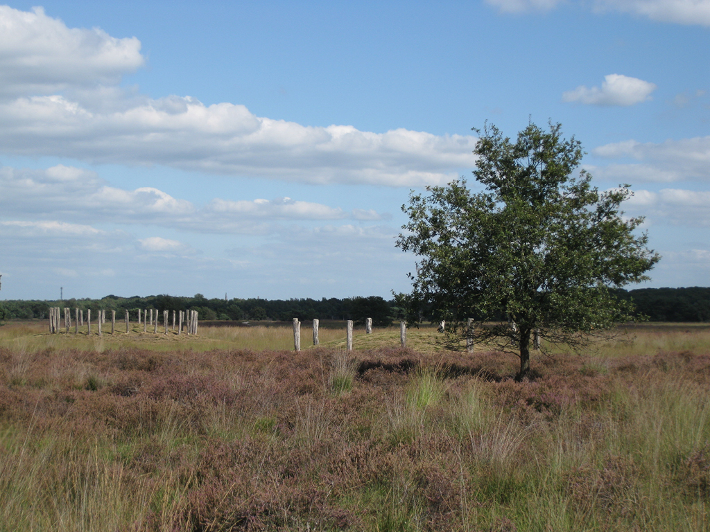 Tussenuitspraak over kwetsbare Regte Heide en drinkwaterwinning