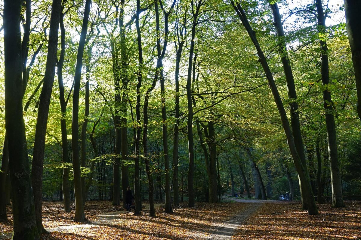 Historische overwinning voor Europese natuur: natuurherstelwet aangenomen