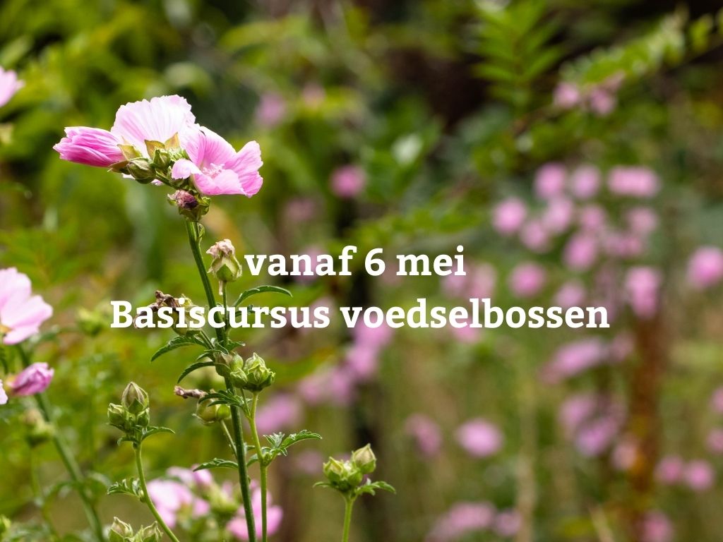 Vanaf 6 mei | Basiscursus voedselbossen incl. praktijkdag